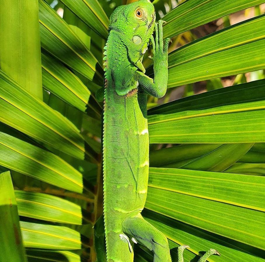 Pousada Costa Dourada Baia Formosa  Luaran gambar